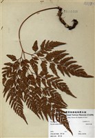 藏品(闊葉骨碎補)的圖片